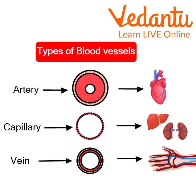 Types of blood vessels