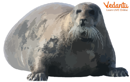 The Bearded Seal