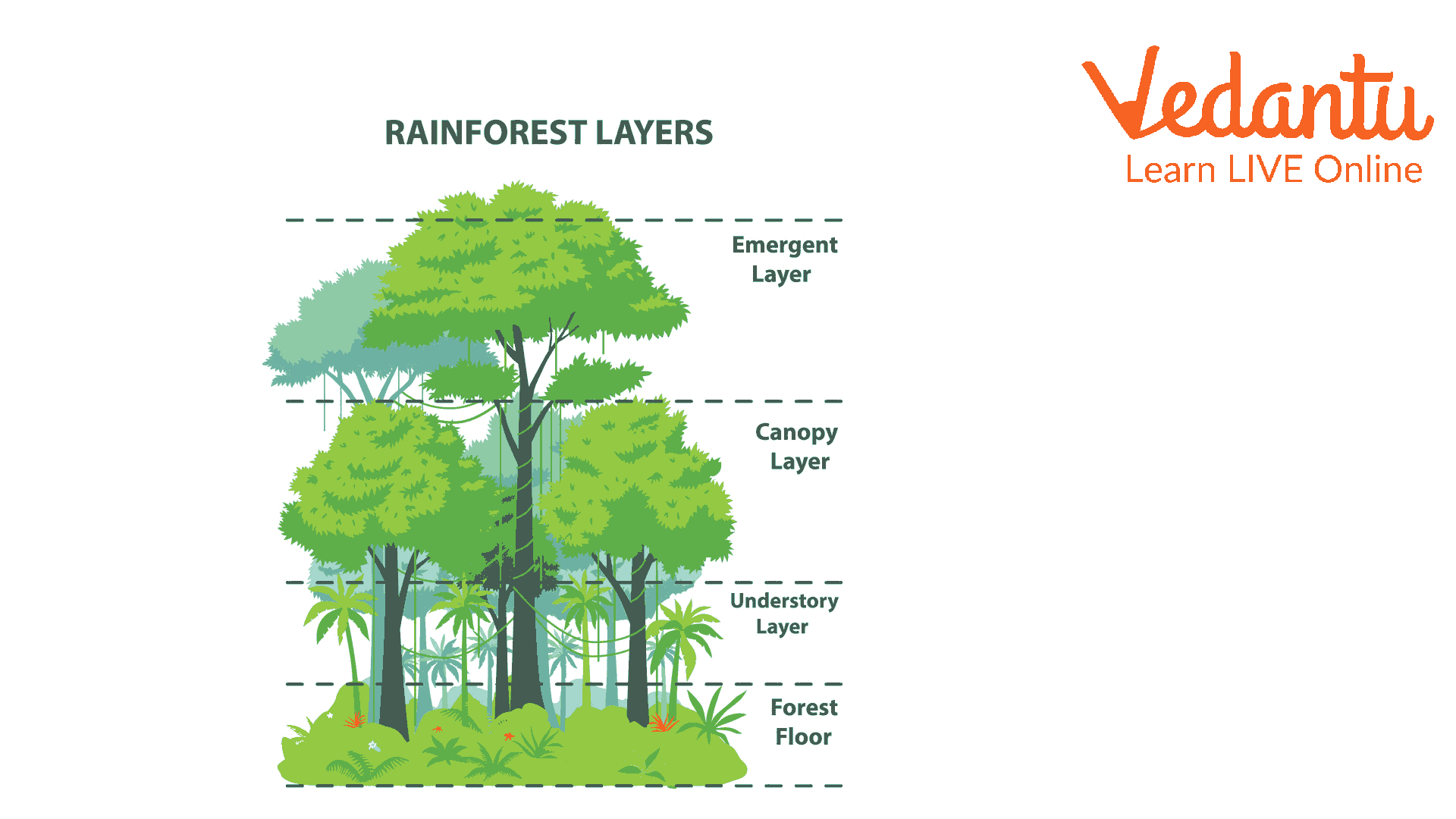 The Different Layers of the Rainforest
