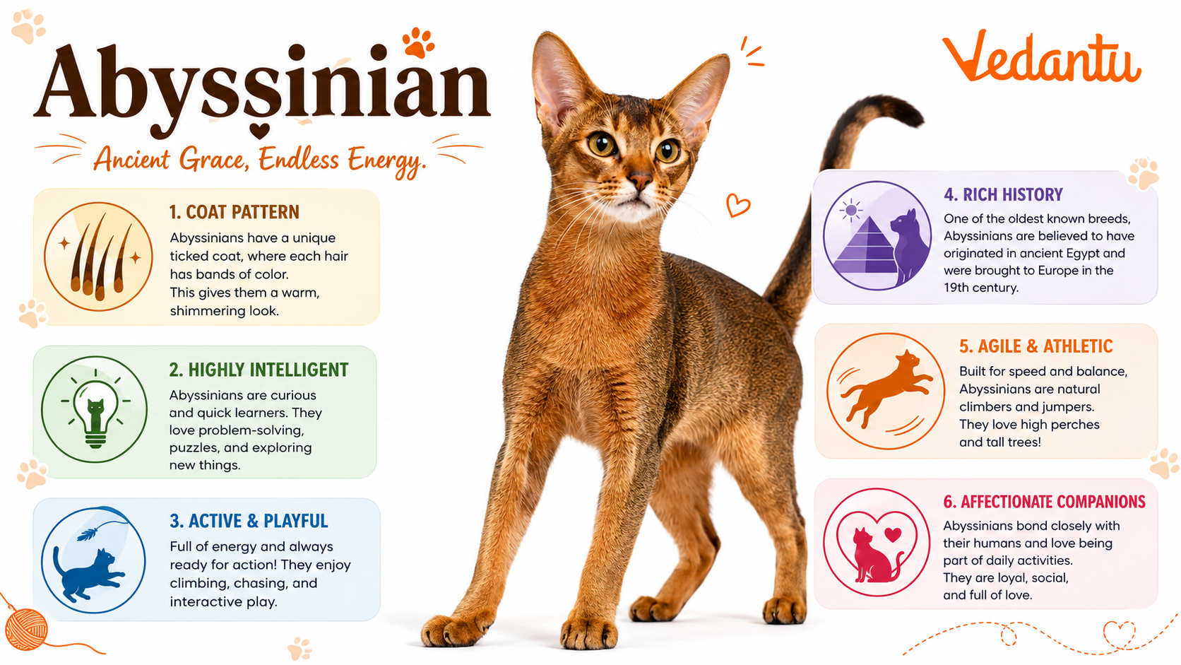 Abyssinian cat with ticked coat and alert expression