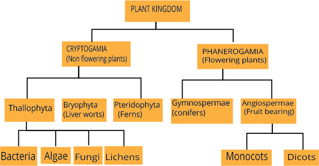Plant Kingdom Flowchart