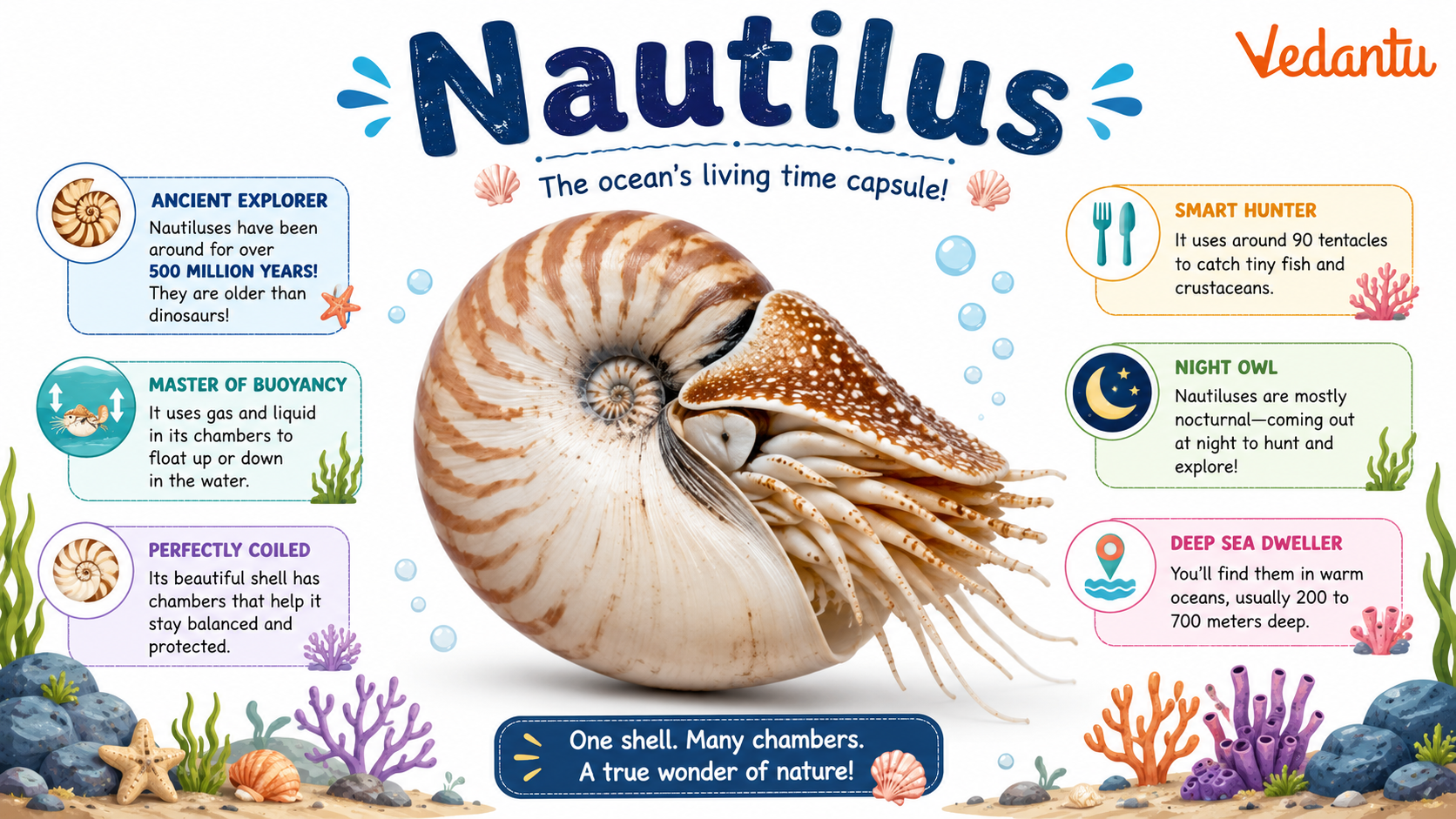 Nautilus with spiral shell underwater