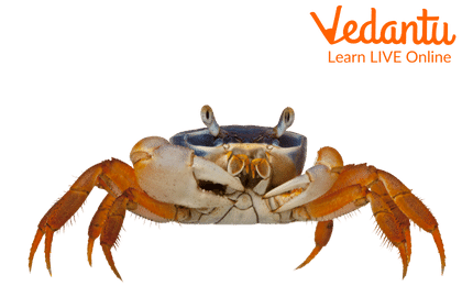 Crab