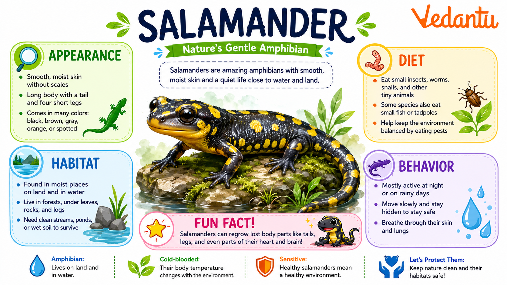 Salamander amphibian with long tail and smooth skin