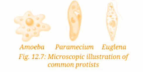 On comparing them with Fig. 12.7, they can be identified as protists such as Amoeba, Paramecium and Euglena..png