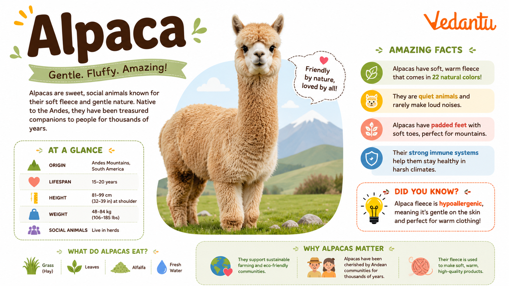Alpaca animal standing in grassland habitat