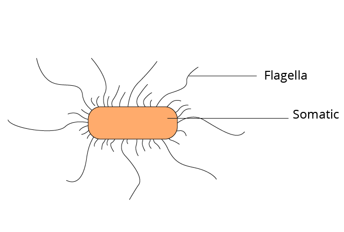 Salmonella typhi