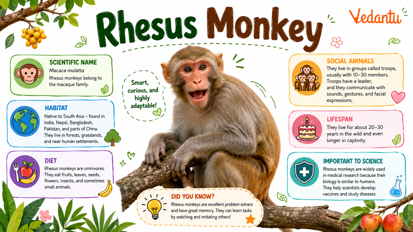 Rhesus Monkey
