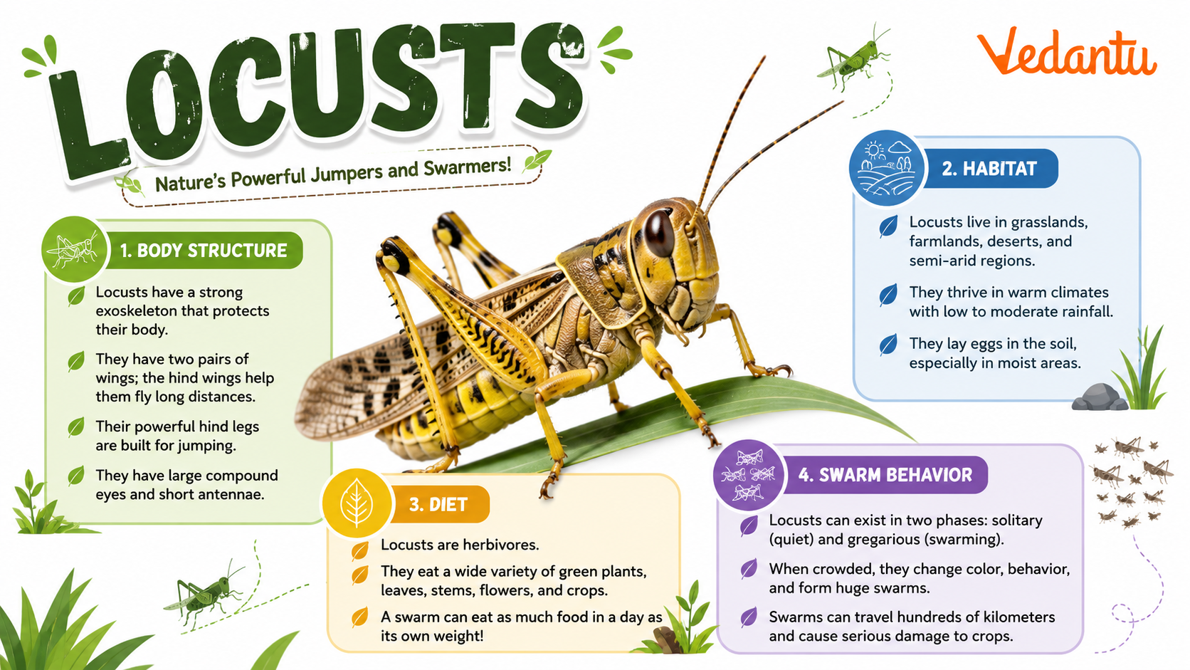 Locusts Insects