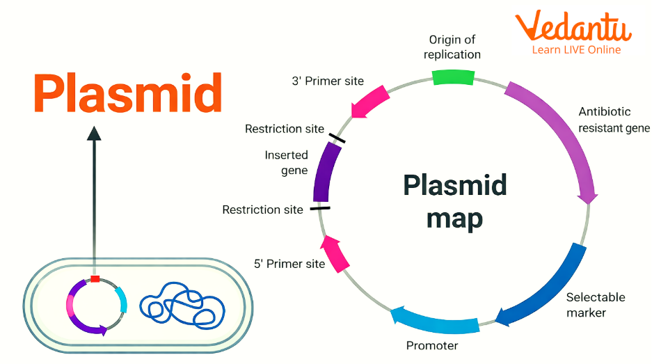 Plasmid Map