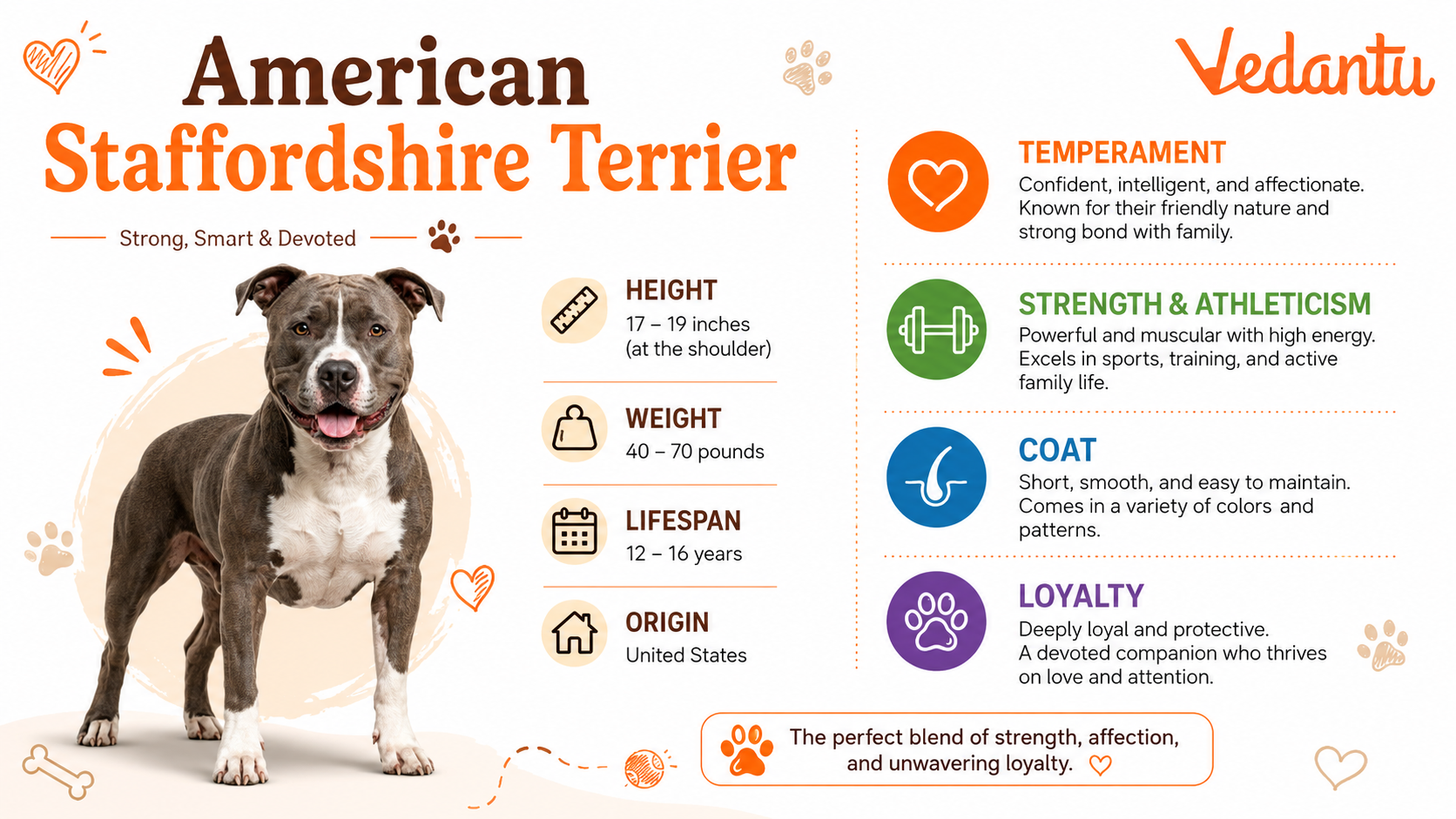 American Staffordshire Terrier dog standing alert