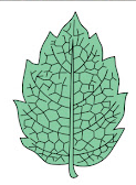 Dicot Leaf