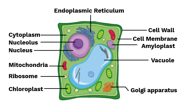 Plant Cell Diagram