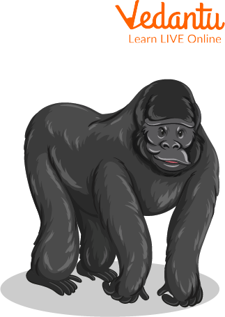 Gorilla