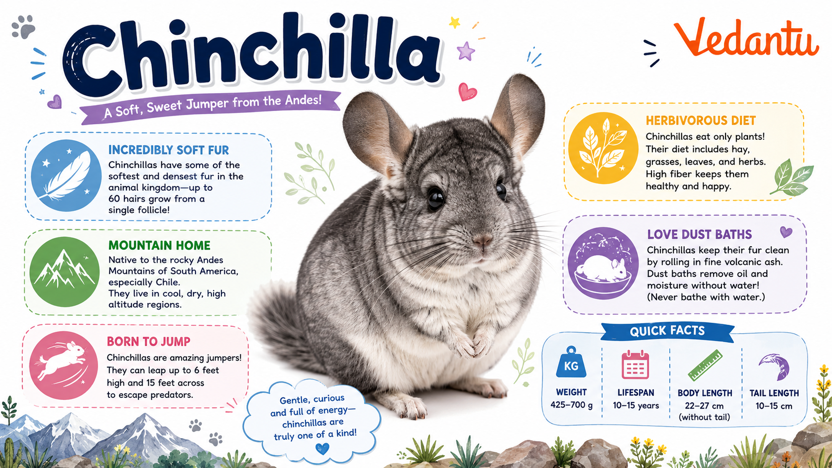 Chinchilla with soft grey fur and large ears sitting on a rock