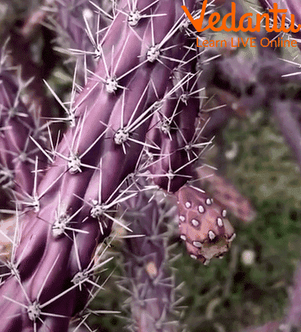 Purple coloured Cactus Plant