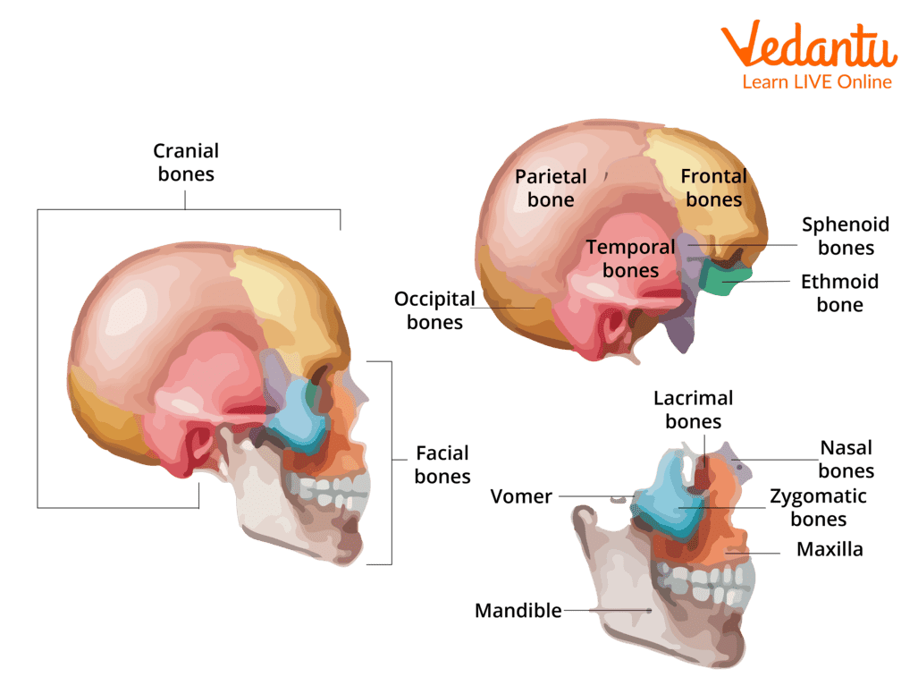 Cranial and facial bones