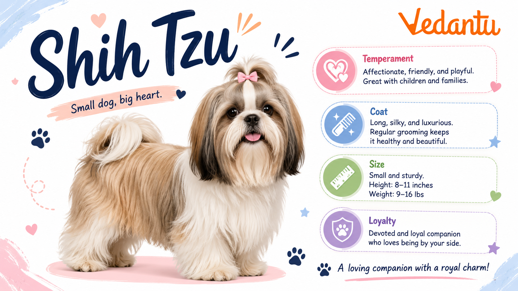 Shih Tzu dog with long silky coat