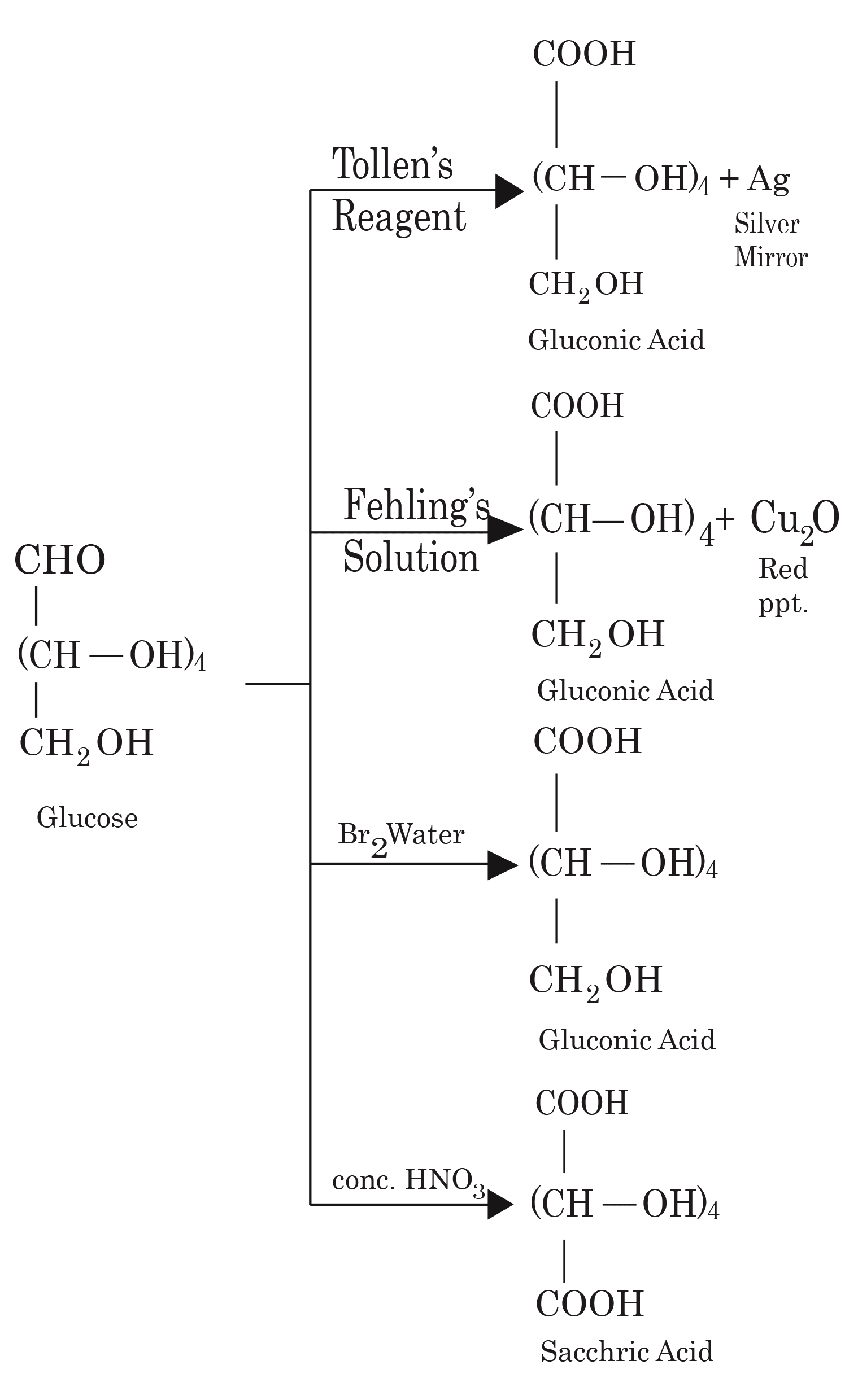 Oxidation Reactions of Glucose
