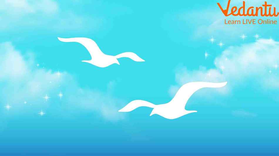 Two White Birds Flying in the Sky
