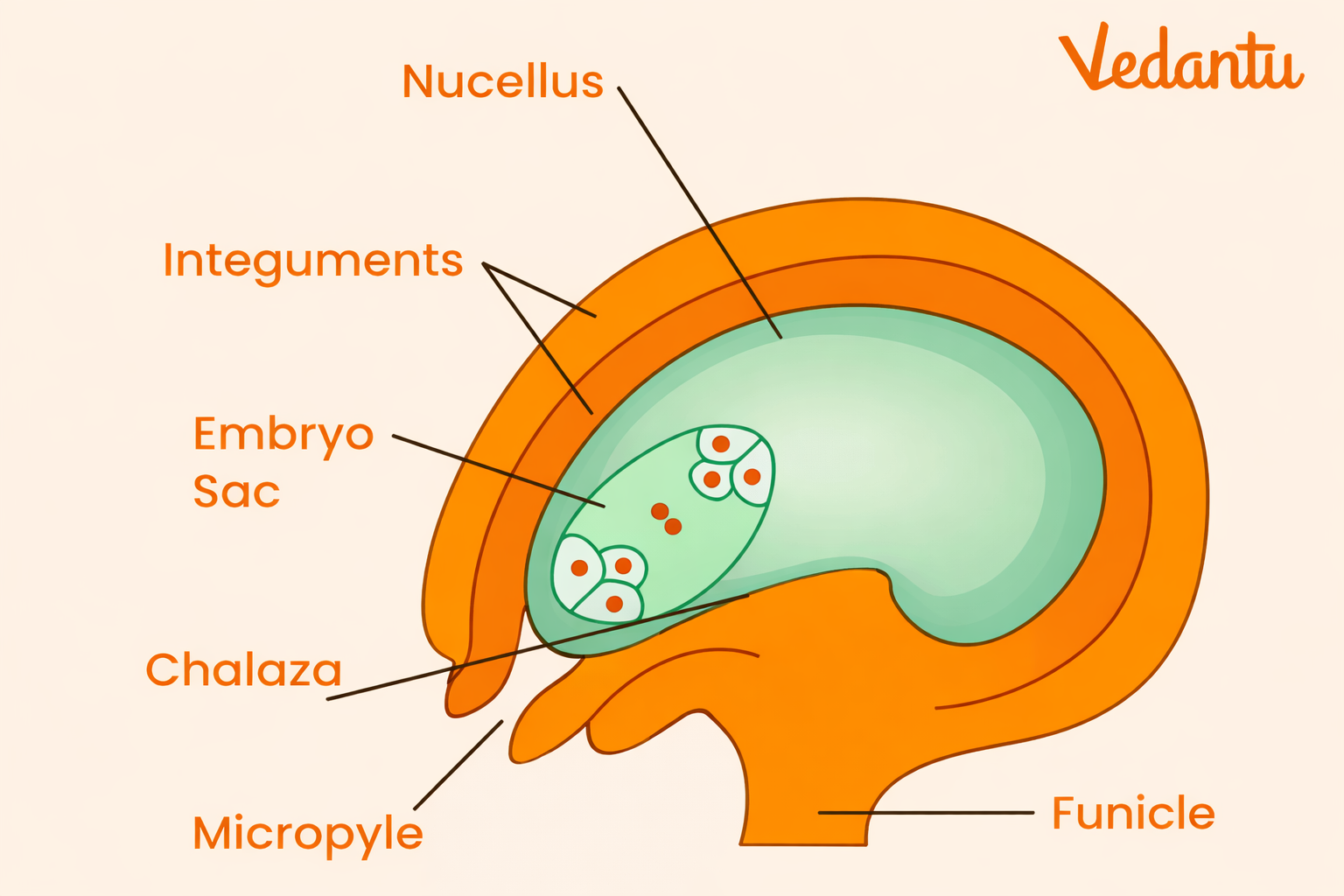 Circinotropous Ovule