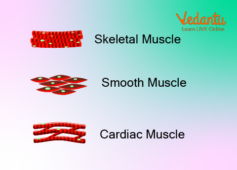 Muscular System of the Body