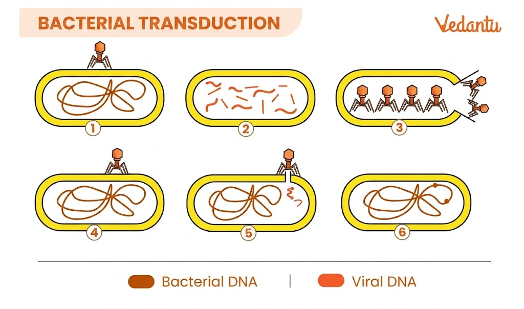 transduction in bacteria