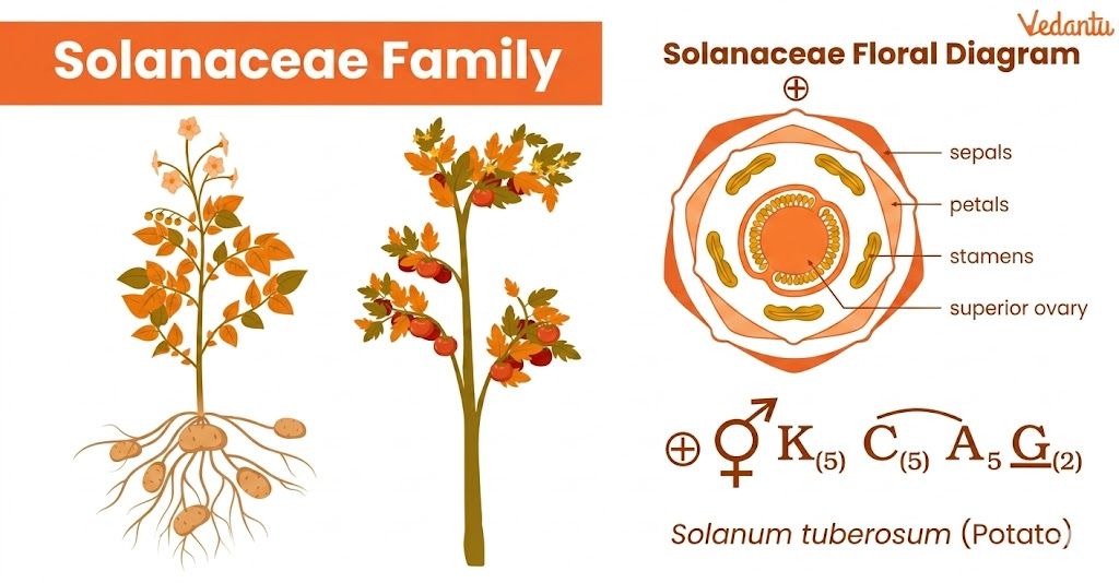 floral diagram and floral formula of solanaceae