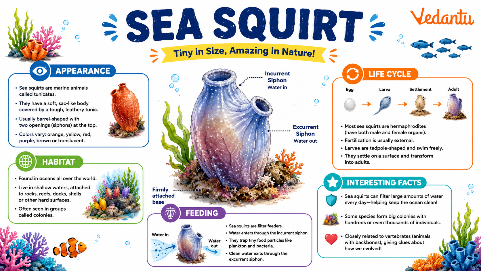 Sea Squirt marine animal attached to rock underwater