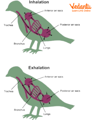 Inhalation and exhalation in a bird