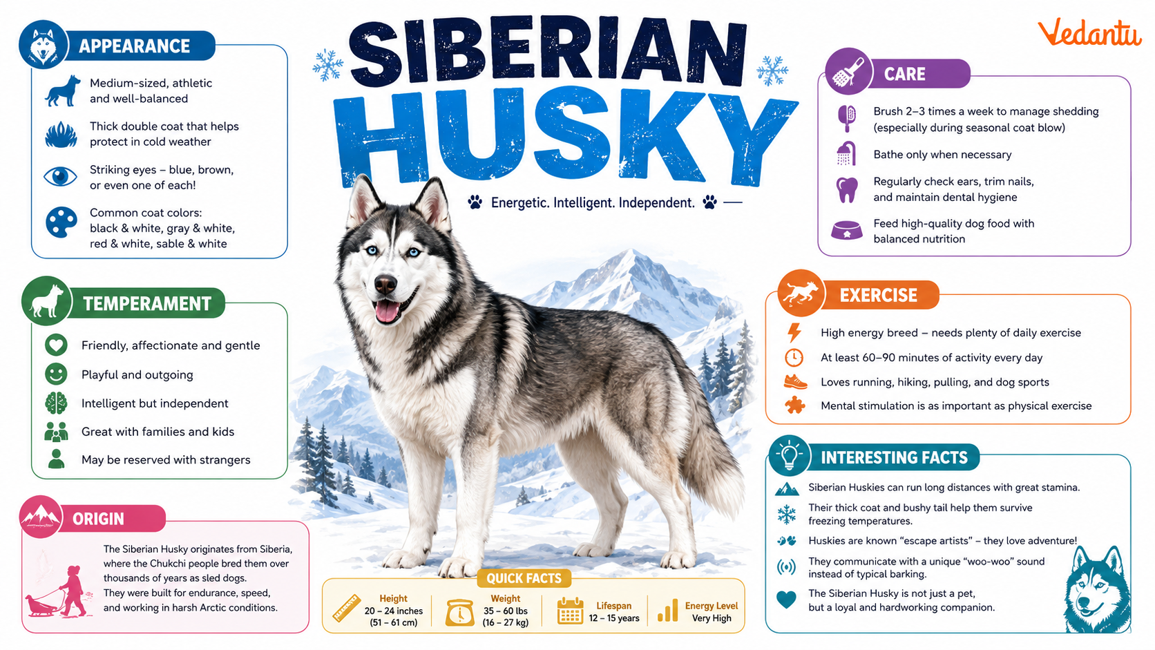 Siberian Husky dog with thick fur and blue eyes