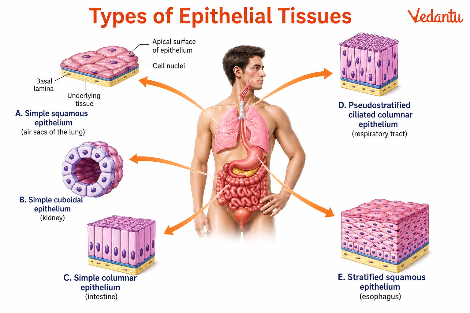 Types of Epithelial Tissues Diagram