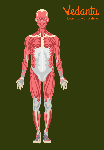 Function of Bones