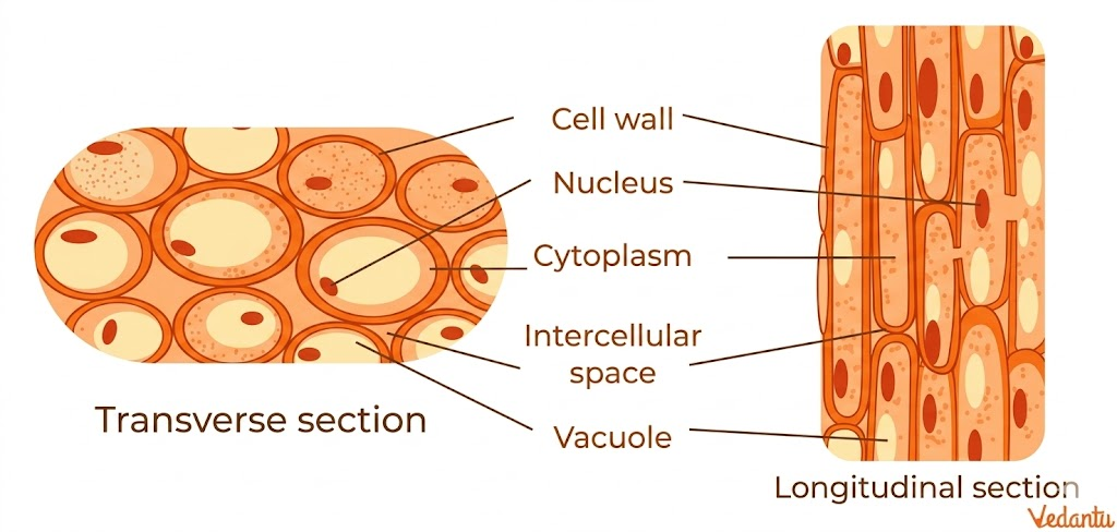 permanent tissues - transverse and longitudinal section