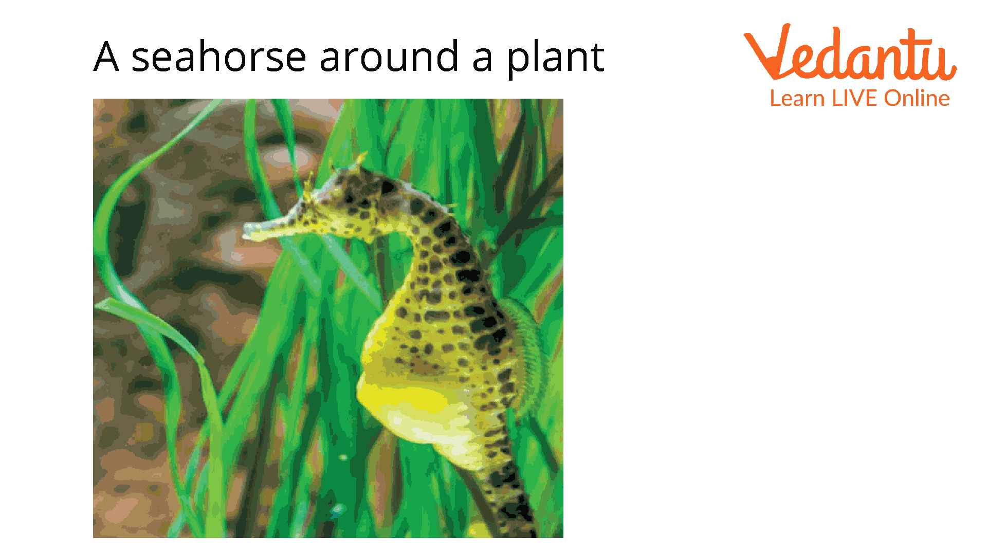 A Seahorse Around a Plant