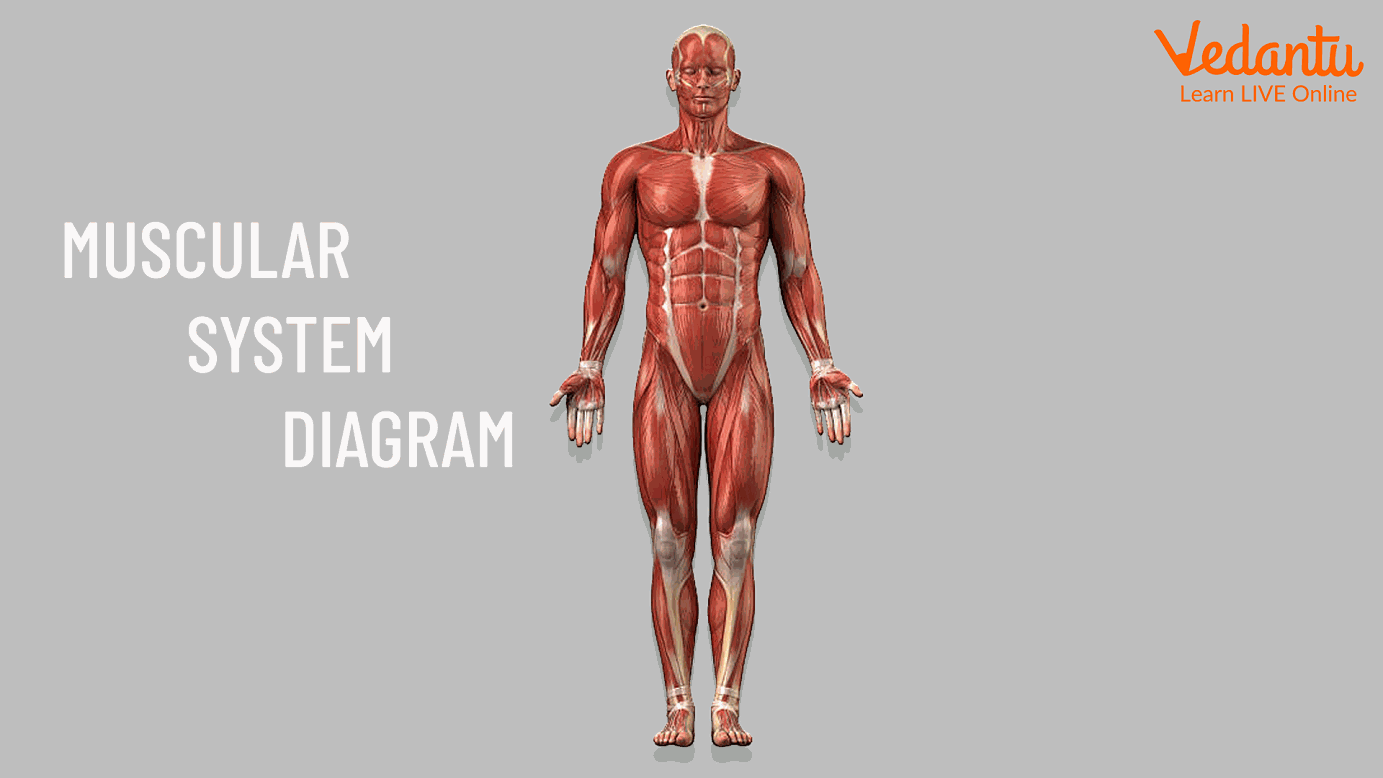 The Muscular System Diagram