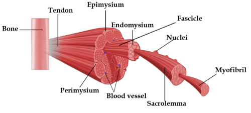 Structure of a Skeletal Muscle Fibre