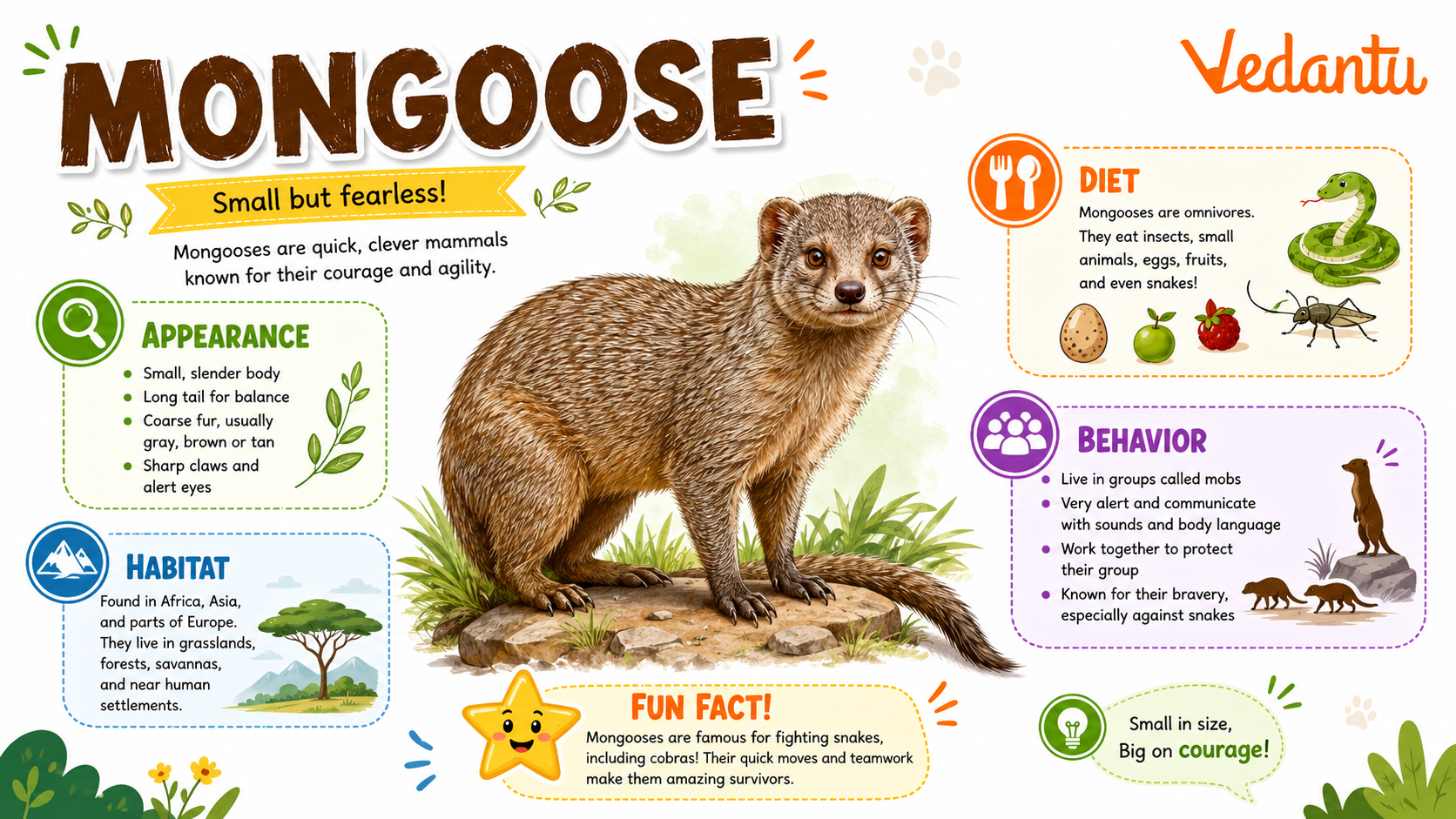 Mongoose animal standing alert in natural habitat