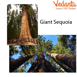 Giant Sequoia