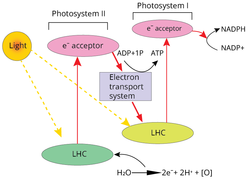 The Z-scheme of Electron Transport System