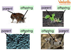 Reproduction in Various Living Organisms