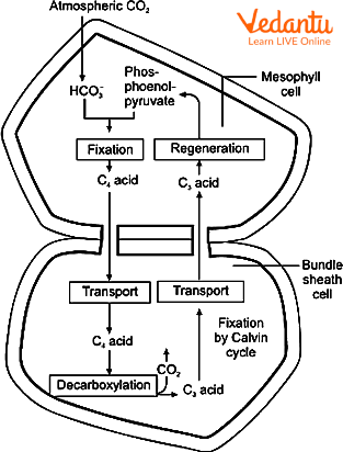 Hatch and Slack Pathway