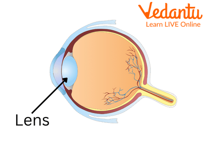 The Eye Lens