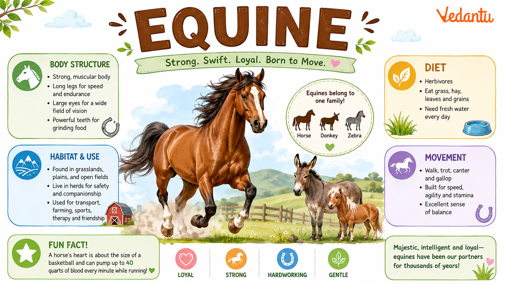 Equine animal group including horse, donkey and zebra