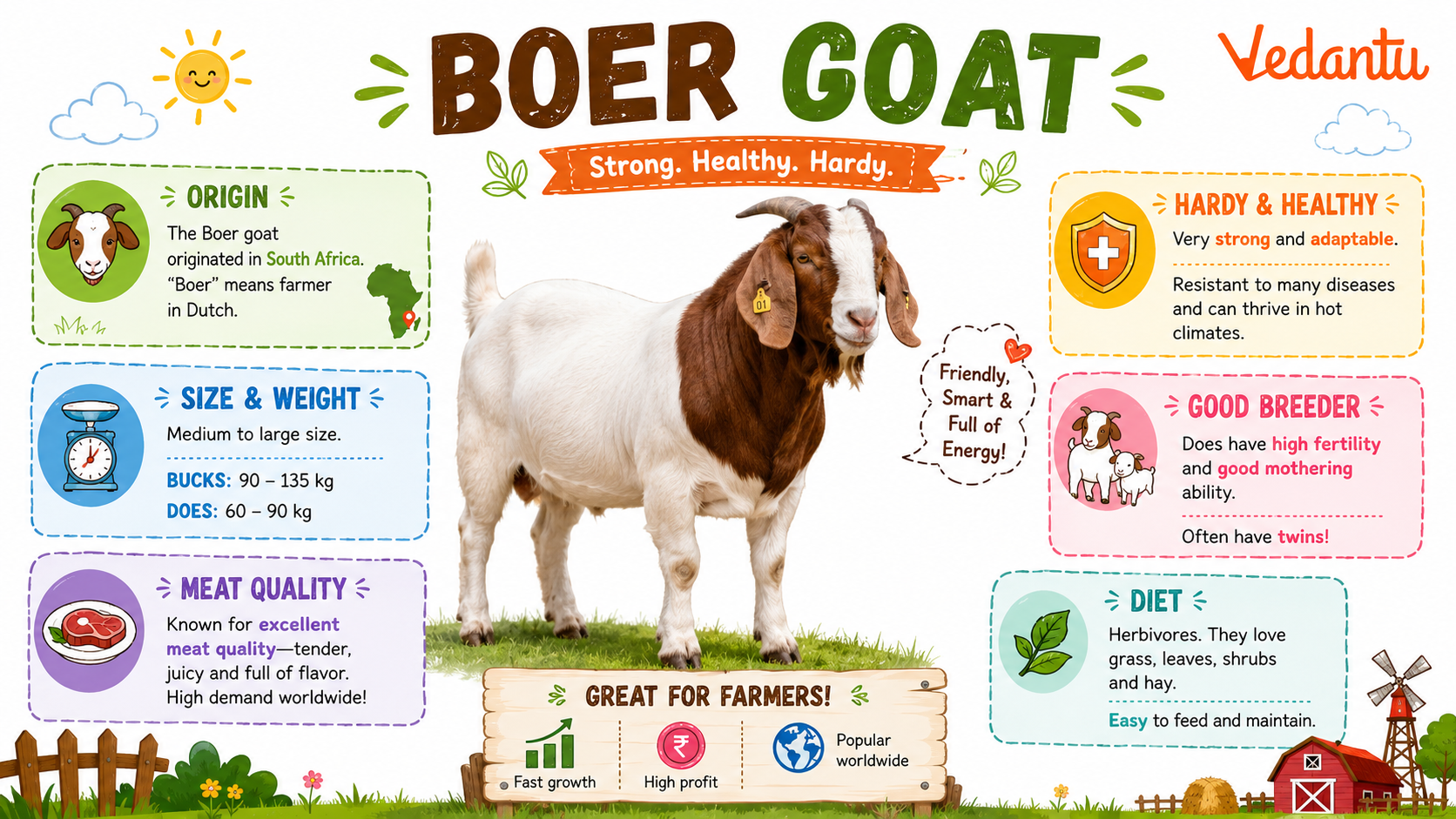 Boer Goat