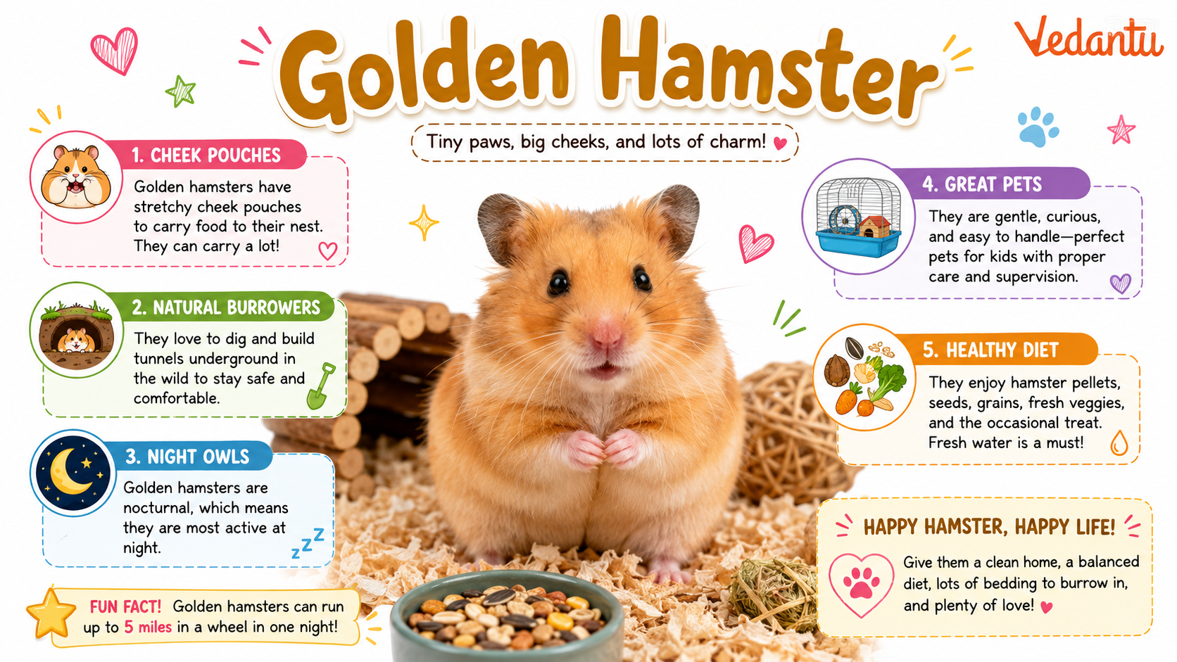 Golden Hamster