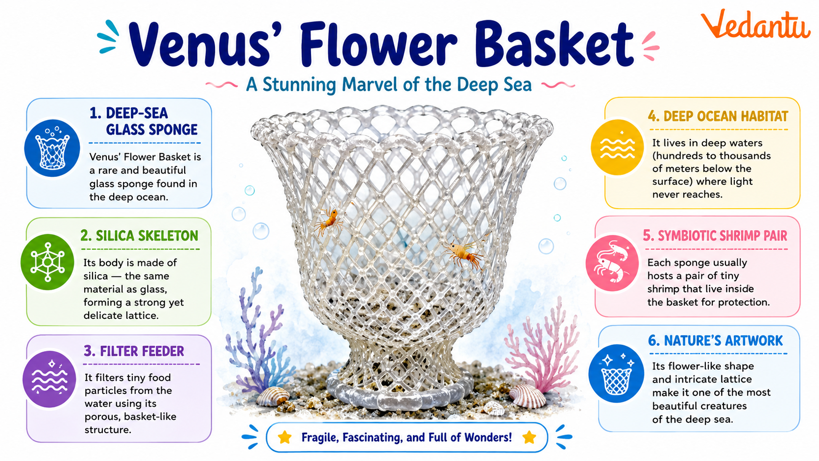 Venus's Flower Basket glass sponge in deep sea habitat
