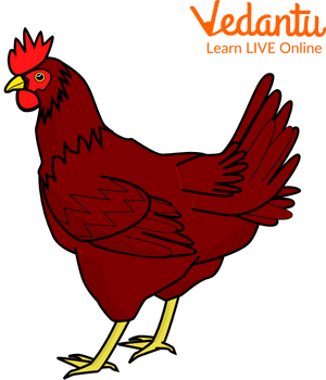 Hen