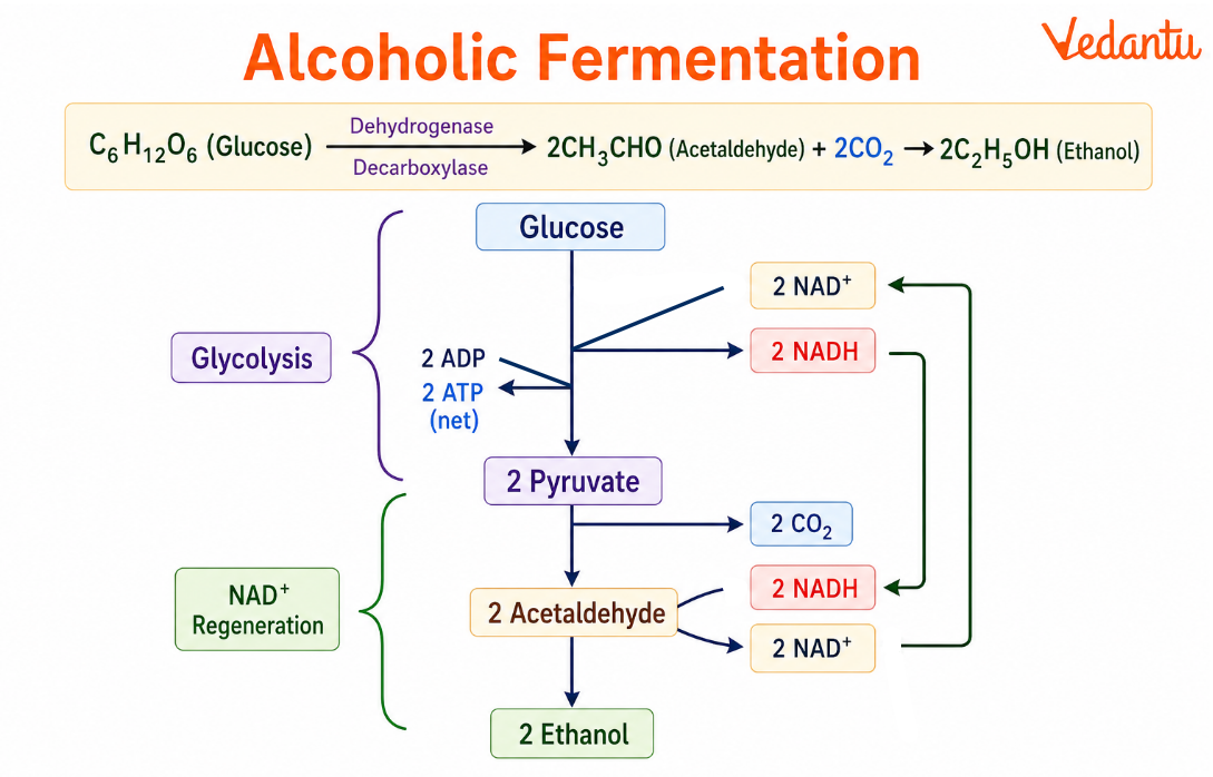 Alcoholic Fermentation Diagram