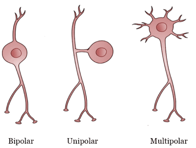 Unipolar, Bipolar, and Multipolar Neurons